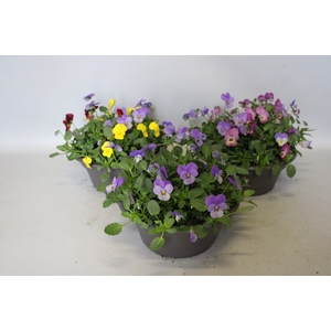 Schaal 23 Viola cornuta Divers