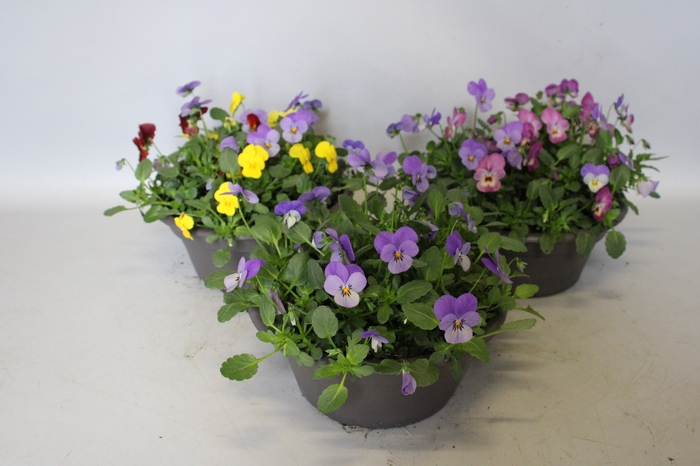 <h4>Schaal 23 Viola cornuta Divers</h4>