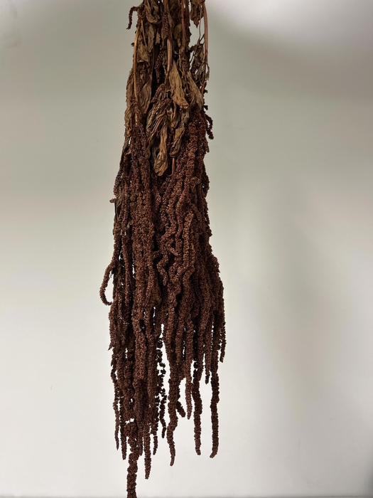 <h4>GESTABILISEERD AMARANTHUS (H) LEATHER</h4>