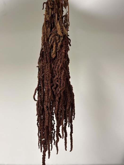 <h4>GESTABILISEERD AMARANTHUS (H) LEATHER</h4>