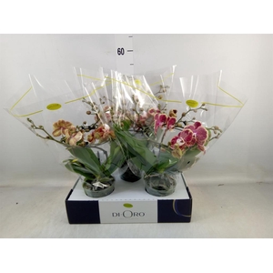 Phalaenopsis   ...