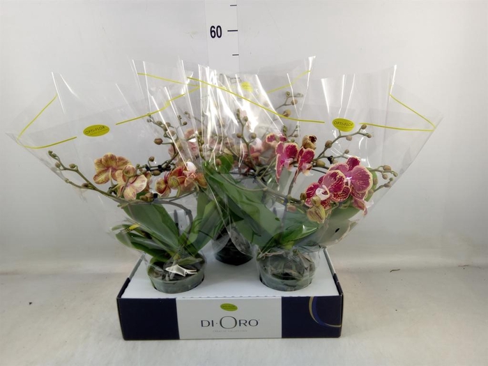 <h4>Phalaenopsis ...</h4>