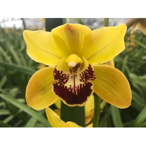 Cymbidium Mini Vera X8 Leekade