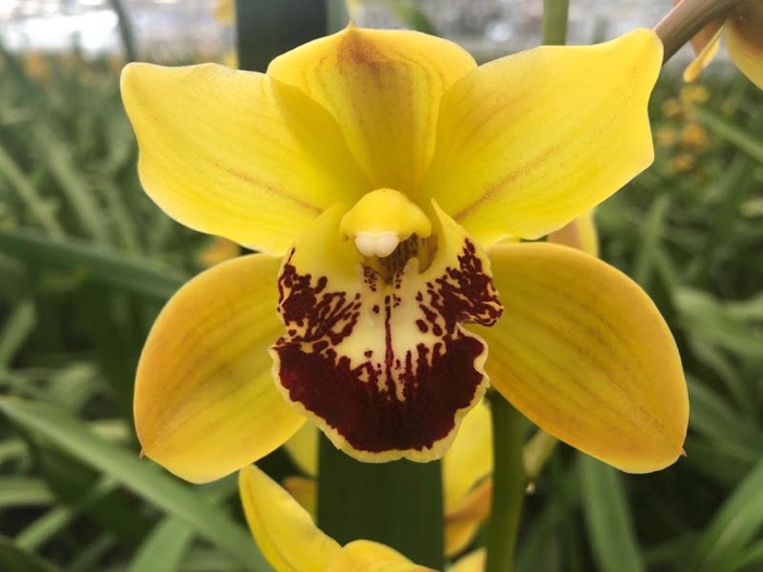 <h4>Cymbidium Mini Vera X8 Leekade</h4>