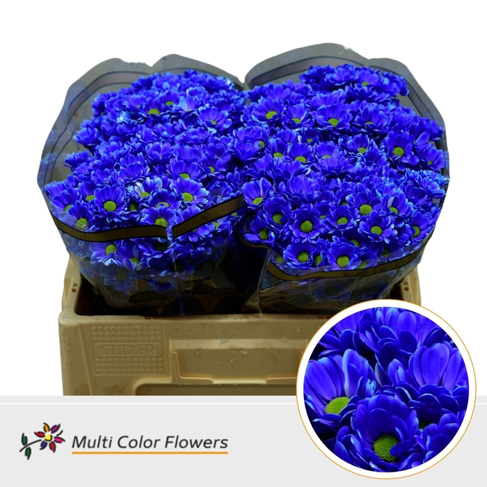 <h4>Chr. San DYED 'Blue Dark'</h4>