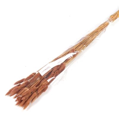 <h4>Df Lagurus Bs 50g/70cm Brown</h4>