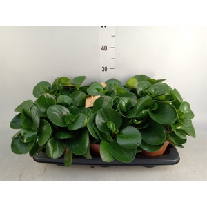 Peperomia obt. 'Green Gold'