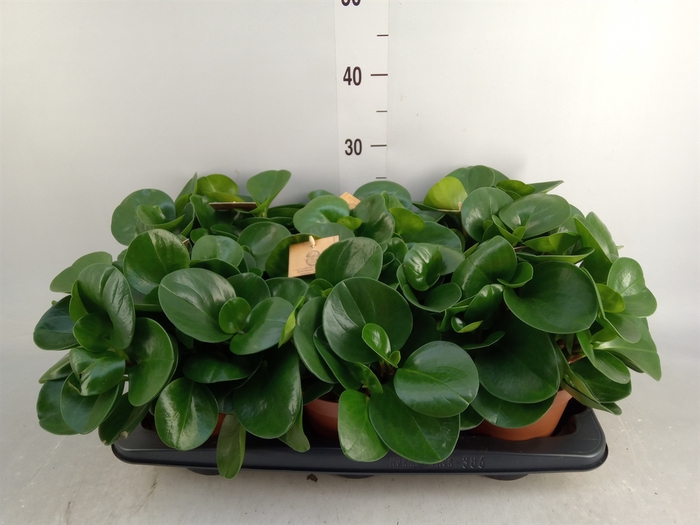 <h4>Peperomia obt. 'Green Gold'</h4>