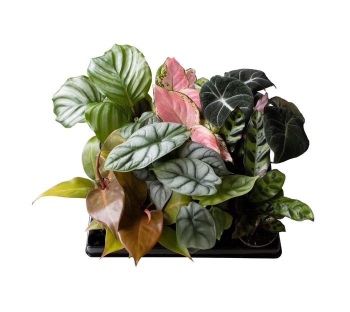 <h4>GROENE PL GEM OV</h4>