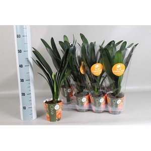 CLIVIA MI