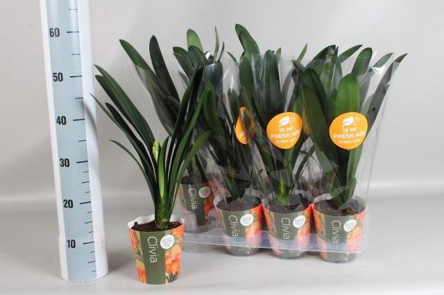 <h4>CLIVIA MI</h4>