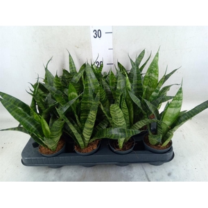 Sansevieria trifa. 'Black Coral'