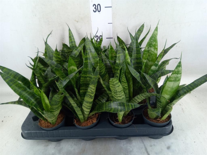<h4>Sansevieria trifa. 'Black Coral'</h4>