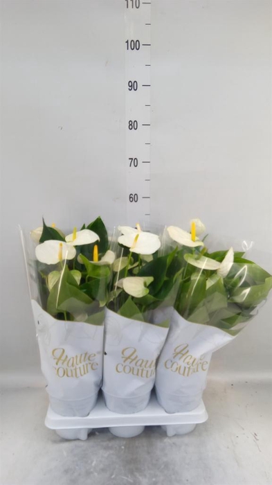 <h4>Anthurium andr. 'Cocos'</h4>