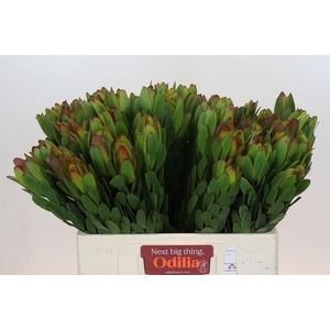 Leucadendron Goldstrike