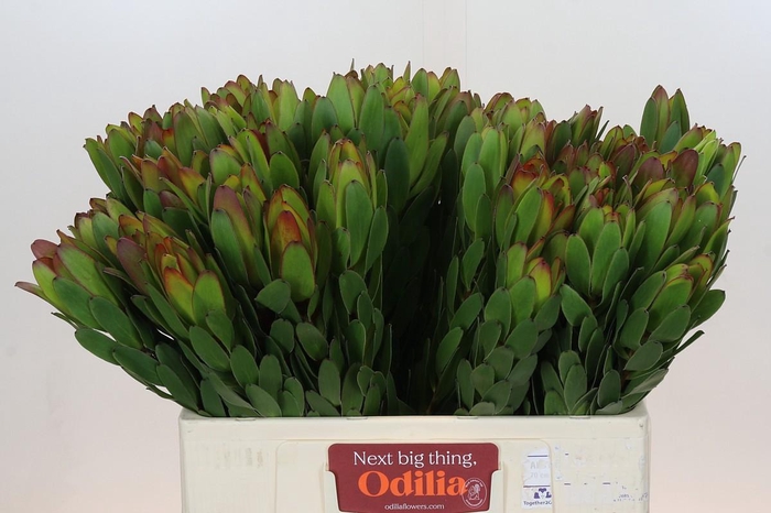 <h4>Leucadendron Goldstrike</h4>