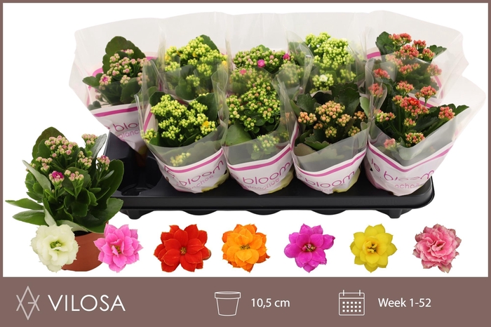 <h4>KAL GE GEM 6 KL</h4>