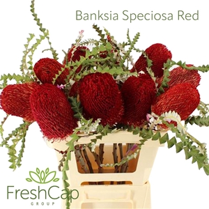 Banksia Speciosa Red