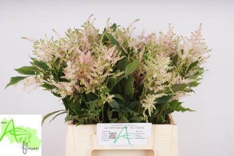 <h4>ASTIL JA EUROPA</h4>