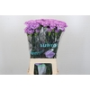 Dianthus St Florigene Moonaqua