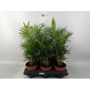Chamaedorea elegans