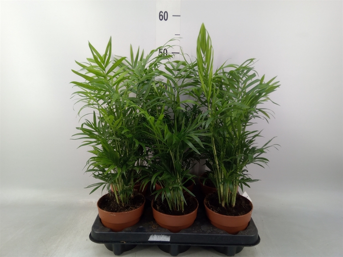 <h4>Chamaedorea elegans</h4>