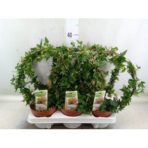 Hedera   ...green leafed