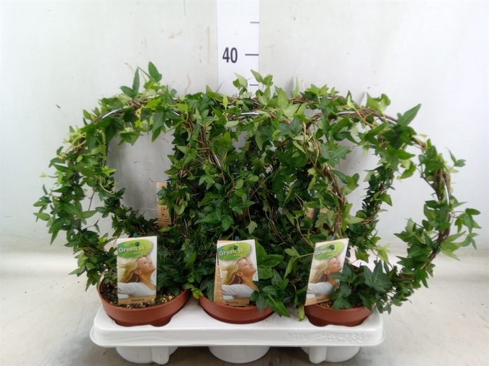 <h4>Hedera   ...green leafed</h4>