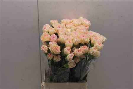 <h4>Di St Ukelele</h4>