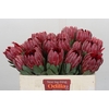 Protea Sharon