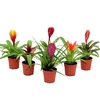 Bromelia
