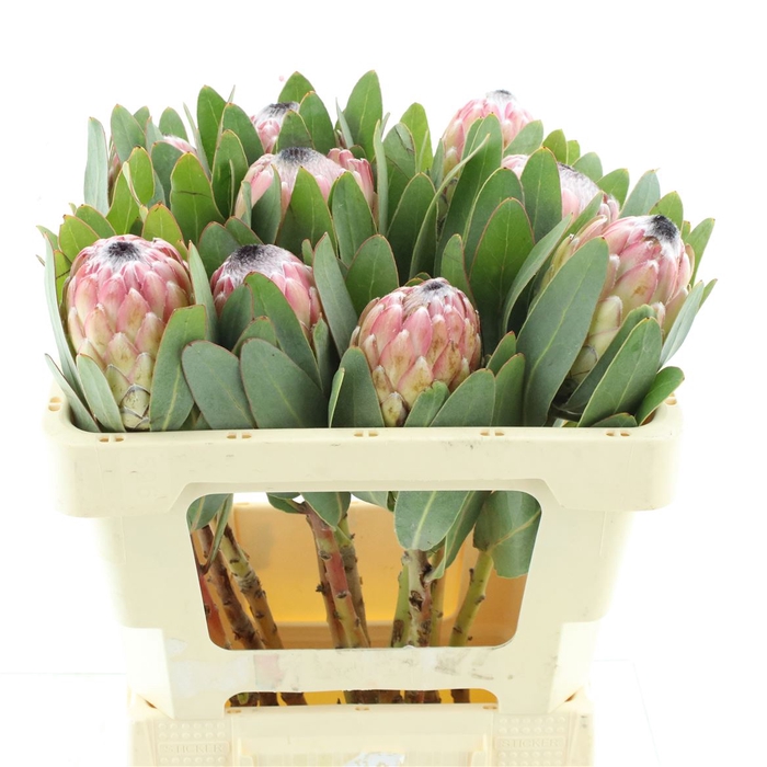 <h4>Protea Susara</h4>