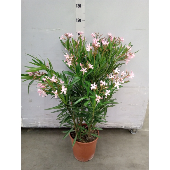 <h4>Nerium oleander   ...</h4>