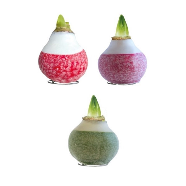 <h4>Amaryllis TOW Lace Mixed 8x1, rode bloem, Tray408</h4>
