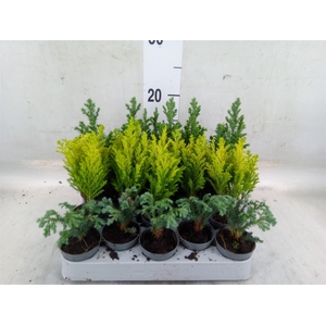 Chamaecyparis  'Woody World'  ..mix