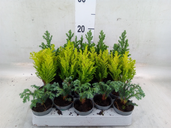 <h4>Chamaecyparis  'Woody World'  ..mix</h4>
