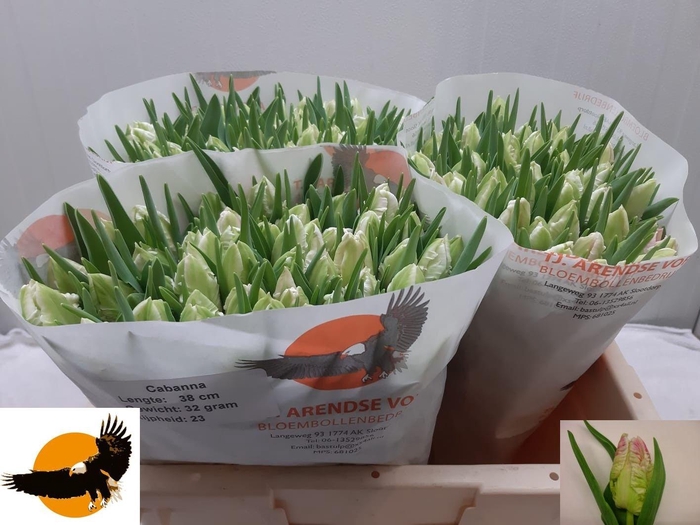 <h4>TU PA CABANNA</h4>