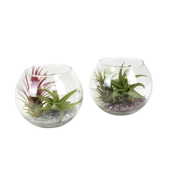 <h4>tillandsia glas bol medium</h4>