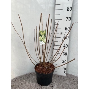 Hydrangea pan. Limelight 40-50 P23 C5