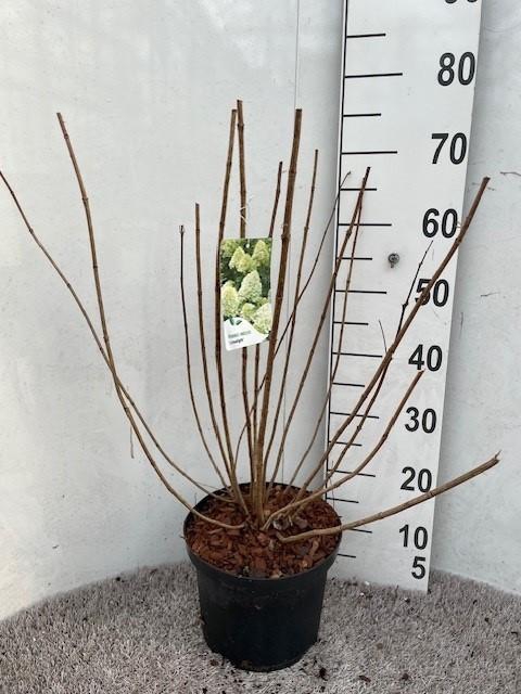 <h4>Hydrangea pan. Limelight 40-50 P23 C5</h4>