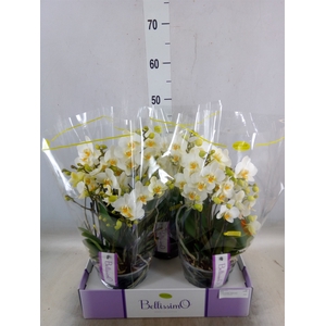 Phalaenopsis multi.   ...white