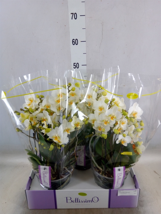 <h4>Phalaenopsis multi.   ...white</h4>