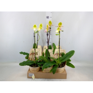 Paphiopedilum multiflower   ...mix