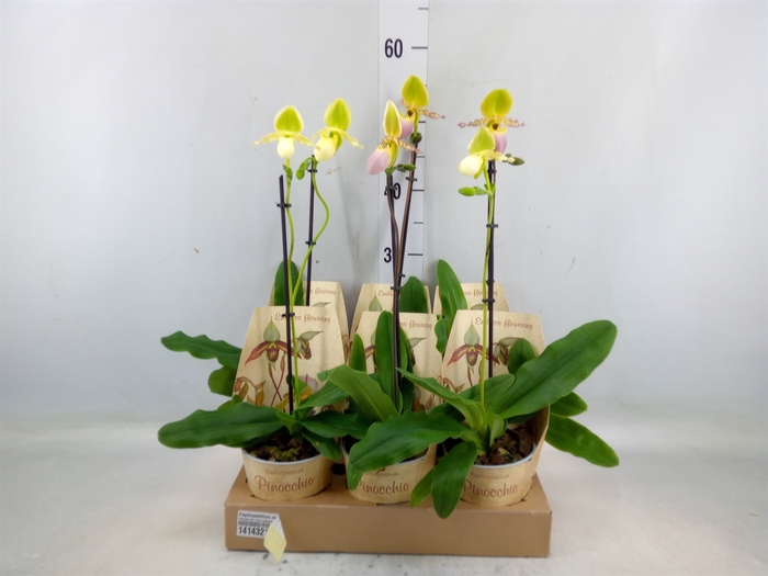 <h4>Paphiopedilum multiflower   ...mix</h4>