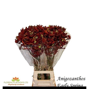 ANIGOZ EARLY SPRING