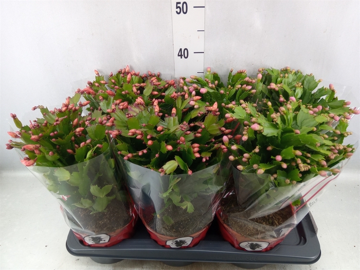 Schlumbergera   ...