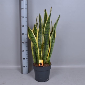 Sansevieria trifasciata Laurentii 21Ø 70cm 2pp