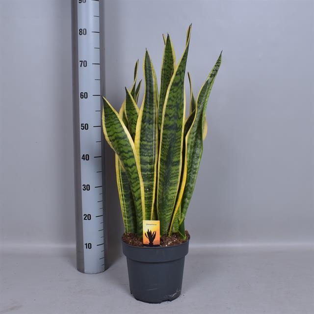 Sansevieria trifasciata Laurentii 21Ø 70cm 2pp