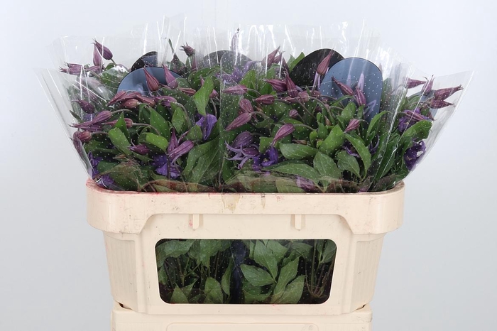 <h4>Clem Amazing Rome</h4>