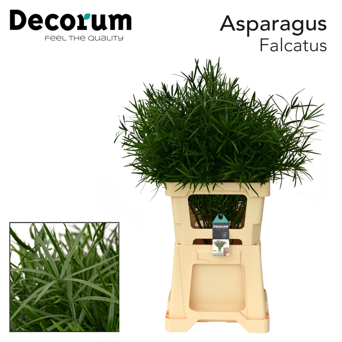 <h4>ASP FALCATUS 65cm 996</h4>